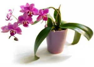 Cum să adăpate în mod corespunzător Phalaenopsis orhidee