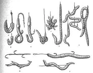 Как да се шиш червей на куката, когато ловят риба снимки, видео
