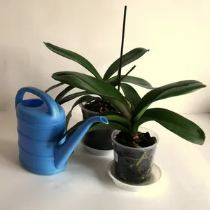 Cum să adăpate în mod corespunzător Phalaenopsis orhidee