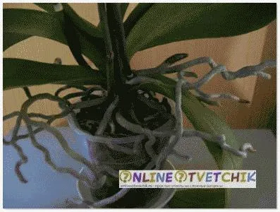 Cum să transplant orhidee intr-o vaza in casa, copii, moduri