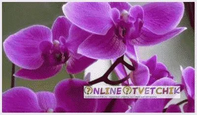 Hogyan transzplantáció az orchidea egy vázában az otthon, a gyerekek, hogyan