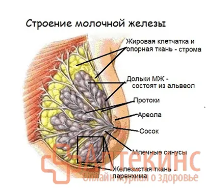 Как за лечение на кистозна фибро мастопатия