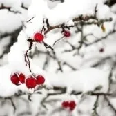 Cum de a prelungi durata de trandafiri cu flori