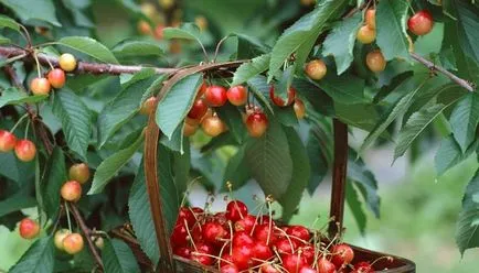pomi fructiferi - soiuri, plantare, cultivare, îngrijire și propagare