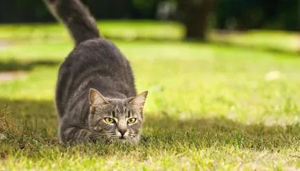 De ce pisica musca picioarele - in lumea animala