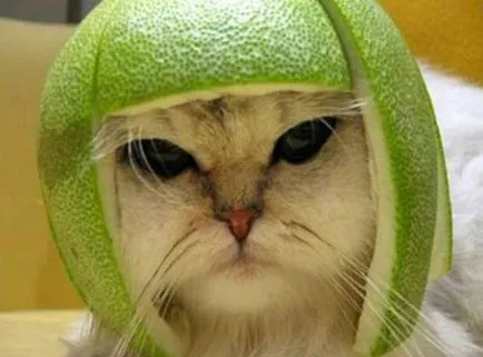 Miért macskák nem szeretik a citrusfélék, a macska és a macska