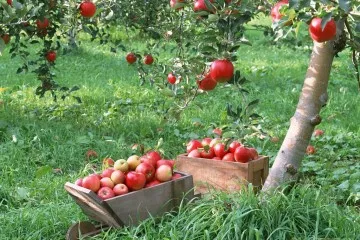 Как да се разбият овощна градина в страната по своя собствена