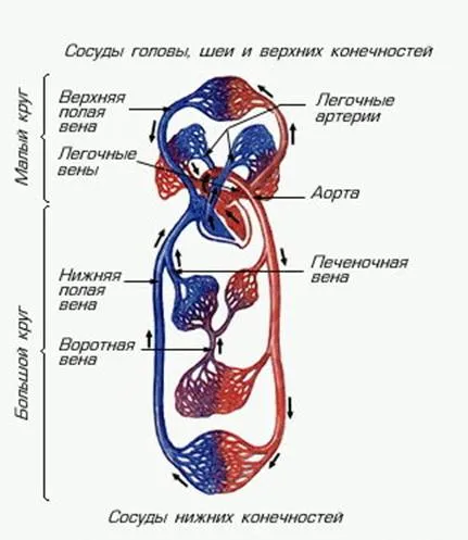 Hogyan működik az ember szívét