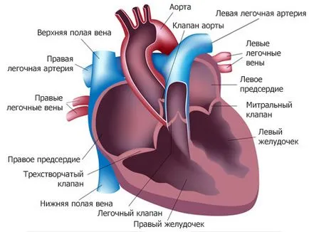 Как работи сърцето на човека