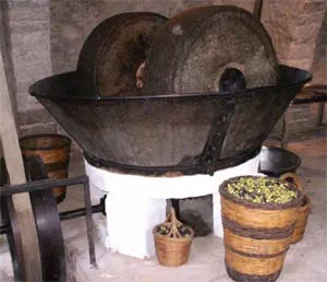 Как да се събират маслини - Гърция