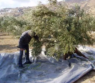 Cum să colecteze măsline - Grecia