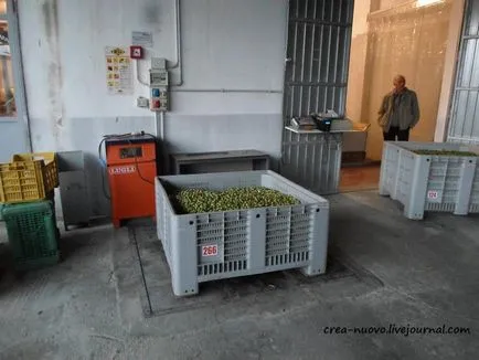 Cum să colecteze măsline în Sicilia, așa cum se face