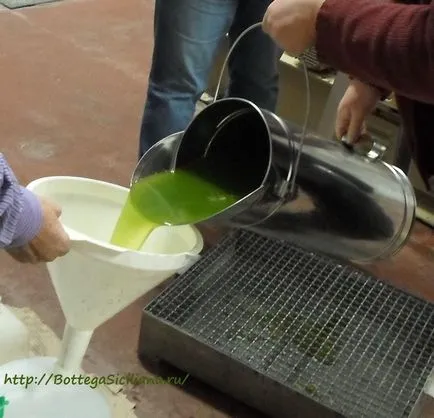 Cum să colecteze măsline în Sicilia, așa cum se face