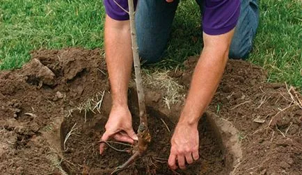 Cum de a fertiliza bec de la plantare