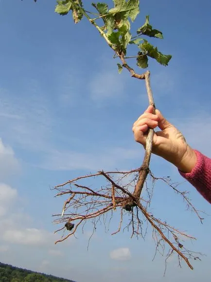 Cum de a fertiliza bec de la plantare