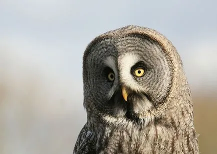 Hogy a világ lát fotósunkra Down-szindrómás