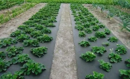 Hogyan nőnek eper egész évben az üvegházban