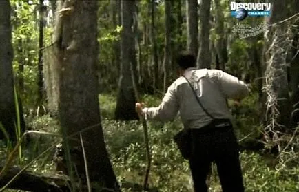 Hogyan lehet túlélni a mocsárban, hogyan mozoghat a mocsárban, a szélsőséges túlélési a mocsárban