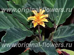 Calathea - Calathea грижи, снимка, описание на заболяването