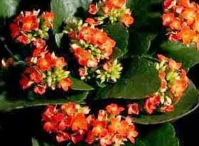 Cum de a face blossfeldiana floare kalanchoe, casa noastră și casa noastră de grădină și grădină