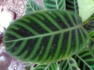 Calathea вредители и болести, лечение у дома