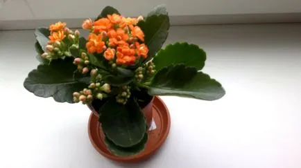 Kalanchoe gondozás otthon virágzó mix