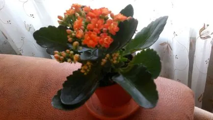 Kalanchoe gondozás otthon virágzó mix