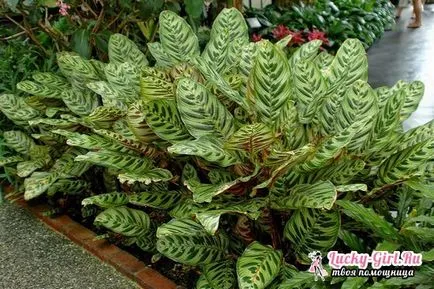 Calathea ce să facă în cazul în care frunzele plantei uscate și ondulată