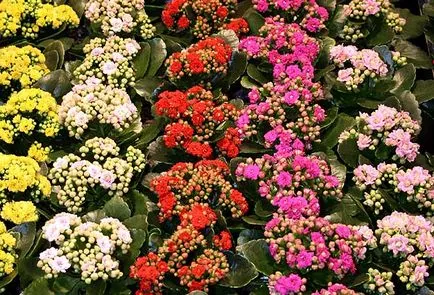 Kalanchoe gondozás otthon virágzó mix