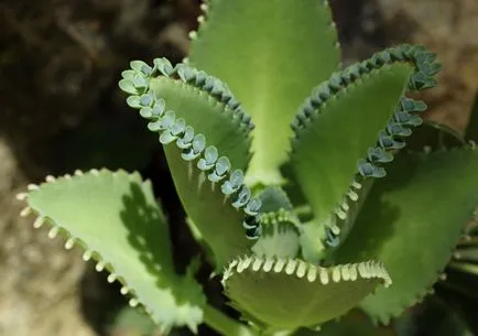 Kalanchoe - otthoni gondozást