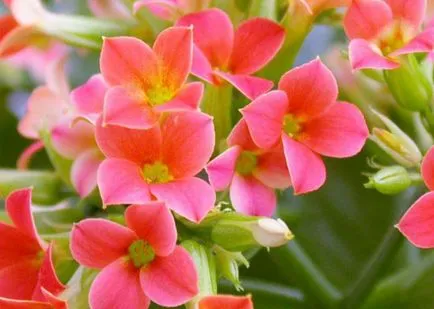 kalanchoe blossfeldiana