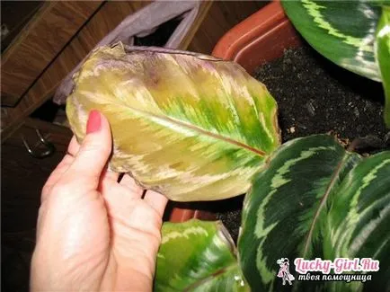 Calathea какво да правите, ако растението сухо и се сви листа