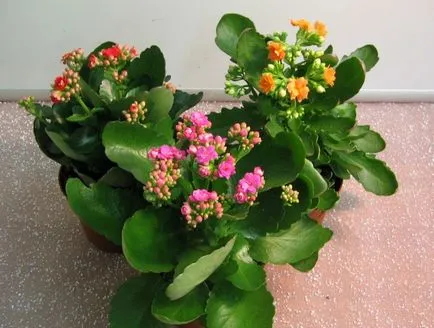 Kalanchoe - îngrijire la domiciliu