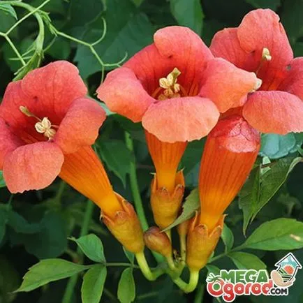 Campsis radicans descriere, creșterea și îngrijirea plantelor