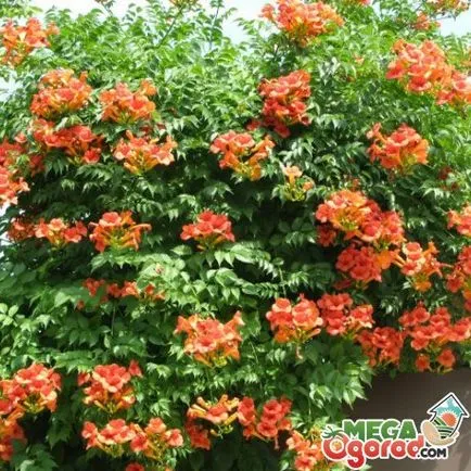 Campsis radicans descriere, creșterea și îngrijirea plantelor