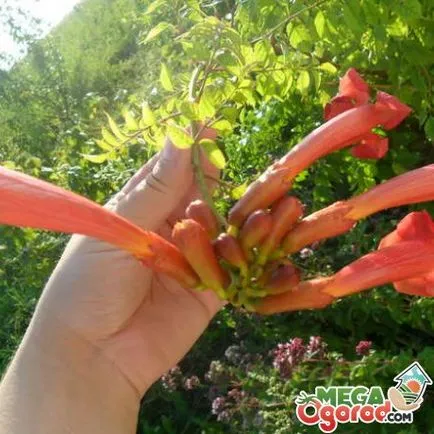 Campsis radicans descriere, creșterea și îngrijirea plantelor