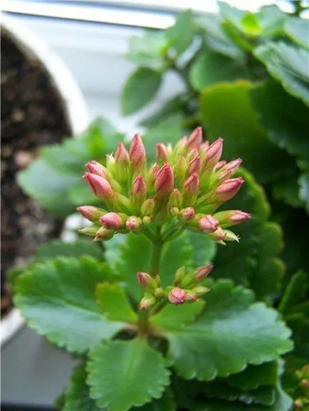 kalanchoe blossfeldiana