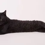 Karjalai Bobtail fajta leírása és jellege macskák