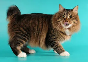 karjalai Bobtail