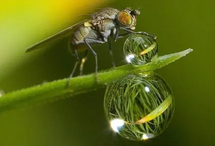 Imagini animate și natura neinsufletite