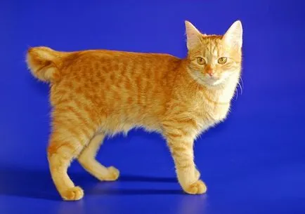 Карелски Bobtail описание порода и характер на котки