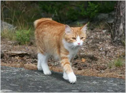 fotografii Karelian Bobtail, video, pret, descriere rasa, caracter