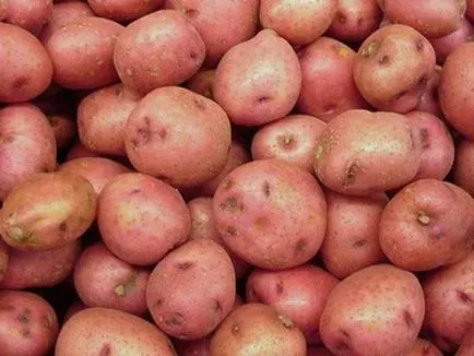 Сортове картофи Славянка описание със снимки и коментари
