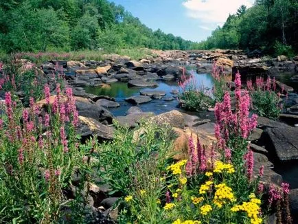 Imagini animate și natura neinsufletite