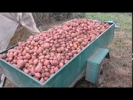 Сортове картофи Славянка описание, снимки, коментари