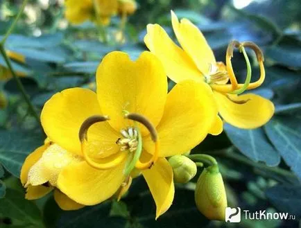 Cassia vagy Senna termesztési és ápolási