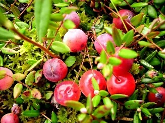 Cranberry - Kert Szibériában