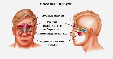 Киста на максиларния синус и неговото премахване ендоскопска (работа) симптоми и лечение