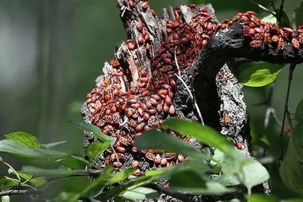 Bug-katona fotó, leírás és hogyan lehet megszabadulni