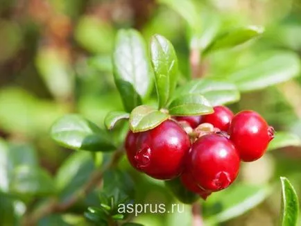 Cranberry nagy gyümölcsű annak fontosságát és jellemzői a termesztés, appyapm